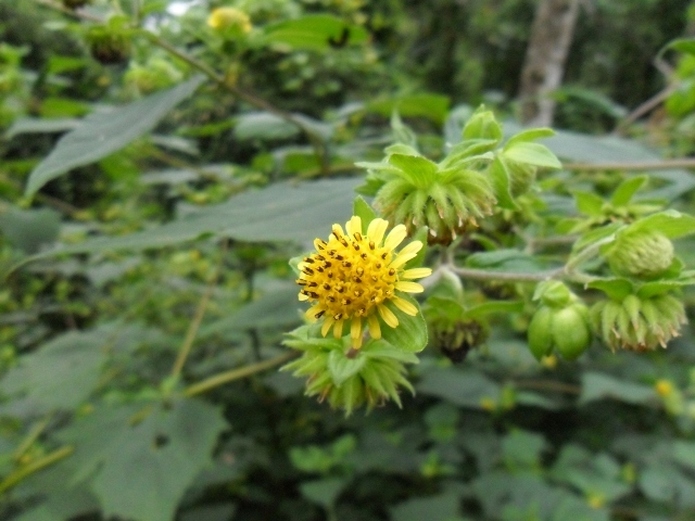 Smallanthus connatus