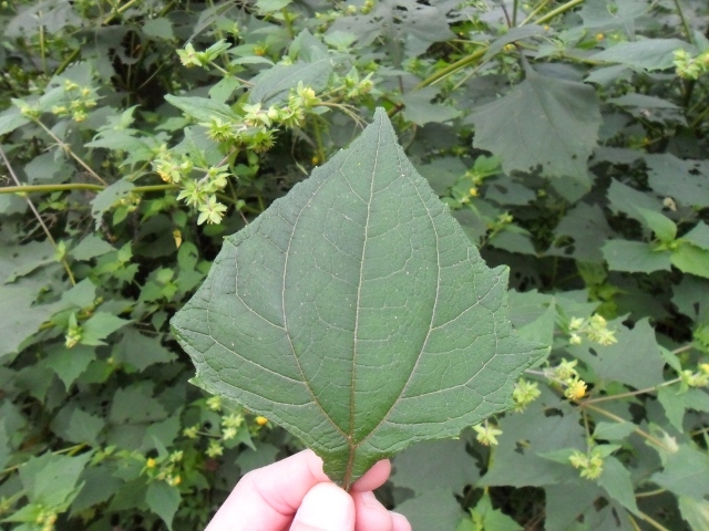 Smallanthus connatus