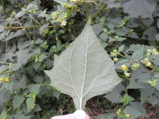 Smallanthus connatus