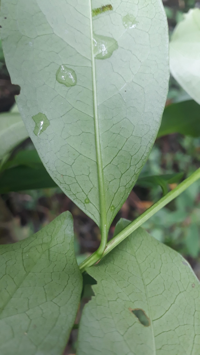 Prunus myrtifolia