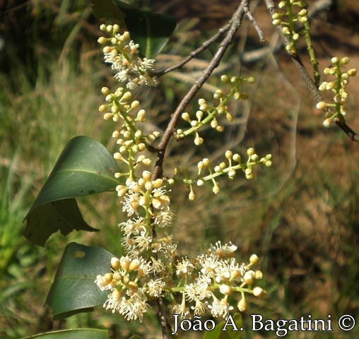 Prunus myrtifolia