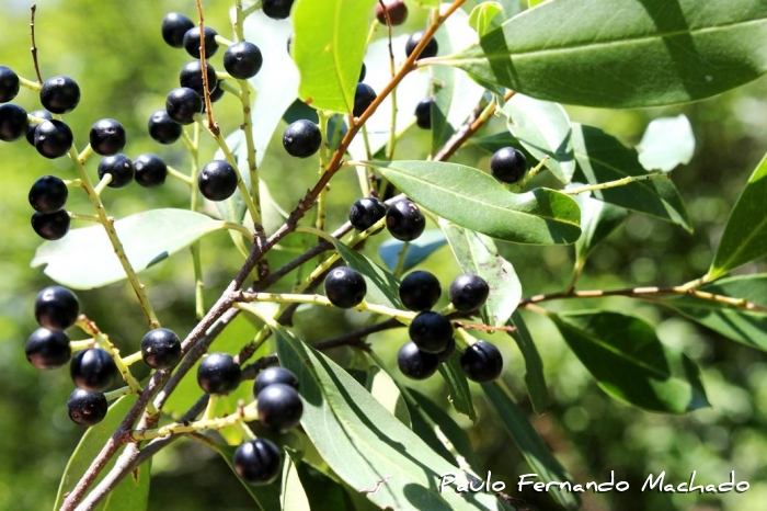 Prunus myrtifolia