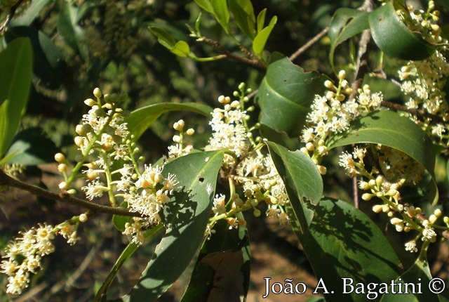 Prunus myrtifolia