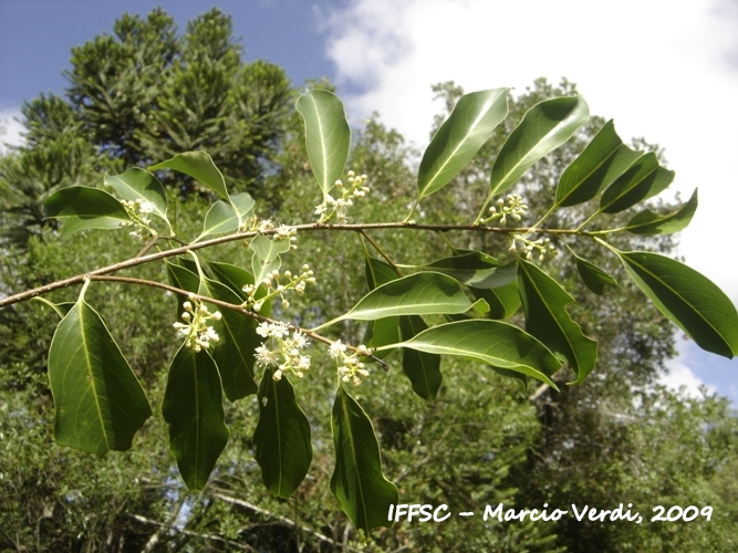 Prunus myrtifolia