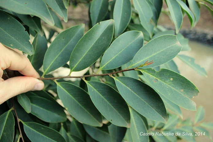 Prunus myrtifolia