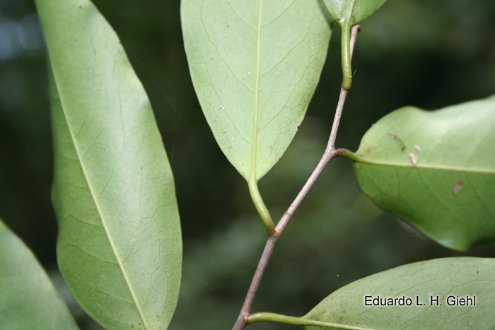 Prunus myrtifolia