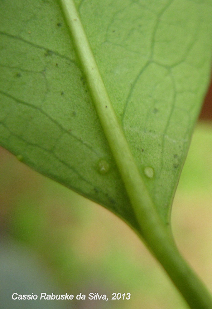 Prunus myrtifolia