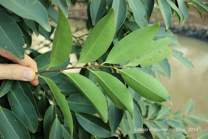 Prunus myrtifolia