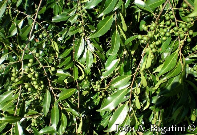 Prunus myrtifolia