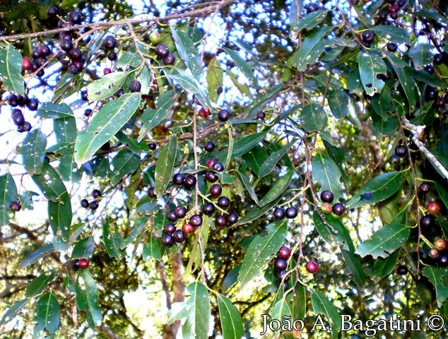 Prunus myrtifolia