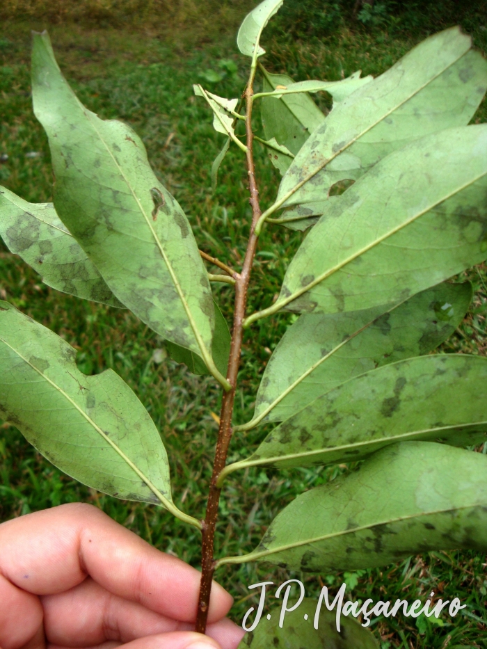 Prunus myrtifolia