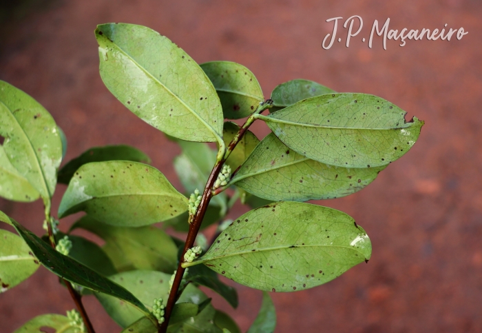 Prunus myrtifolia