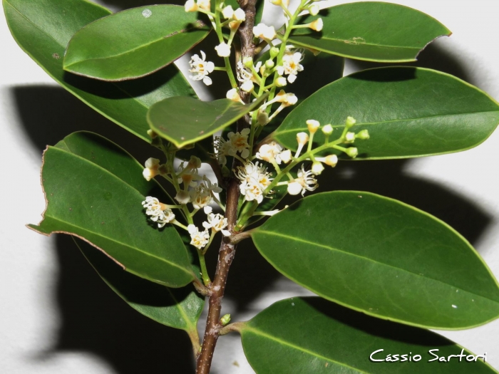 Prunus myrtifolia