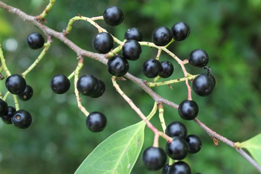 Prunus myrtifolia