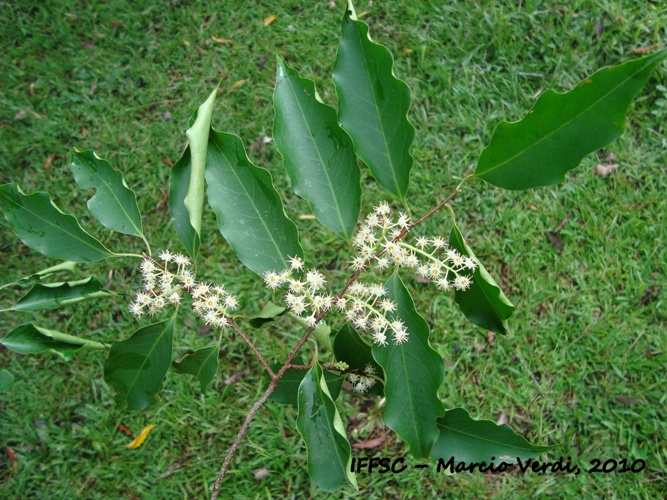 Prunus myrtifolia