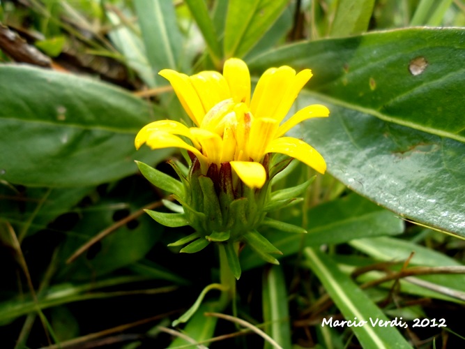 Trichocline catharinensis