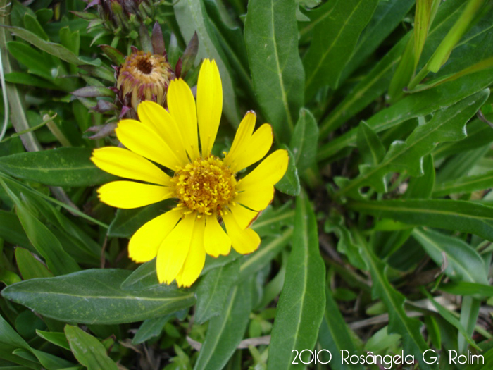 Trichocline catharinensis