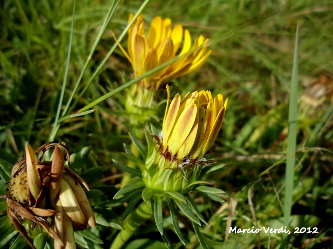 Trichocline catharinensis