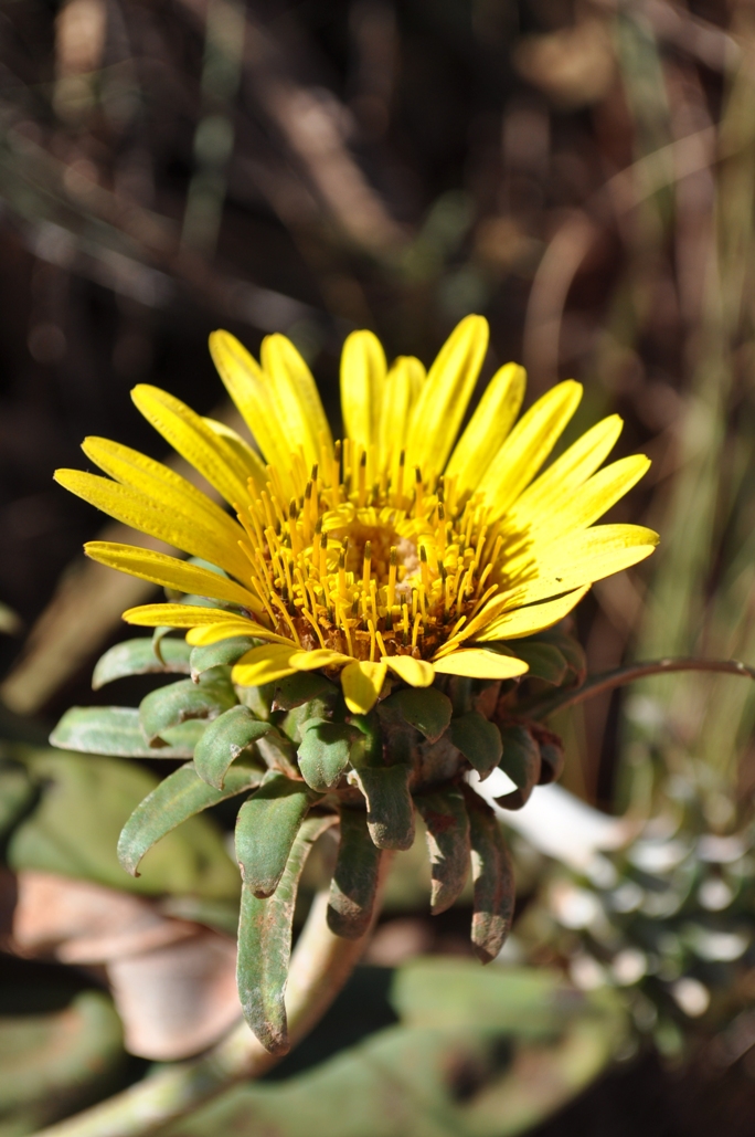 Trichocline catharinensis