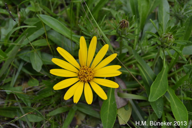 Trichocline catharinensis