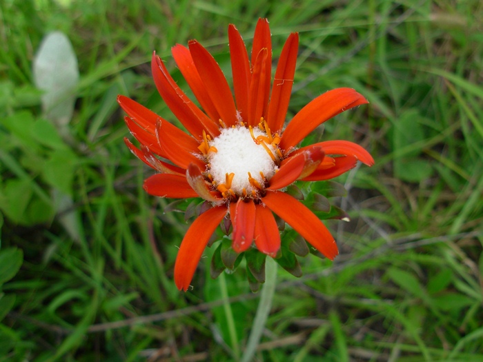 Trichocline macrocephala