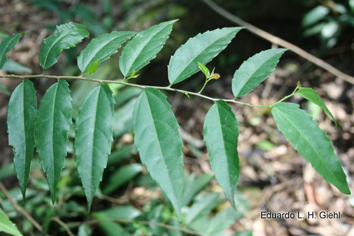 Banara parviflora