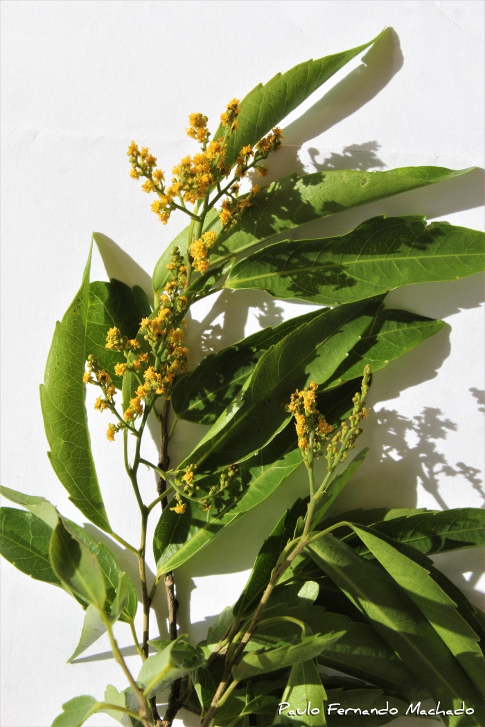 Banara parviflora