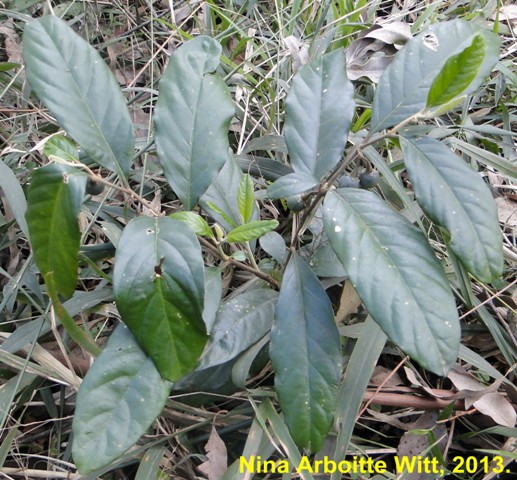 Solanum arenarium