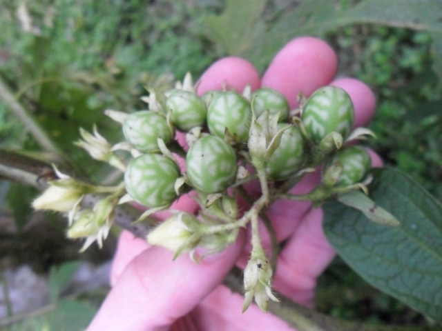 Solanum affine