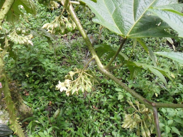 Solanum affine