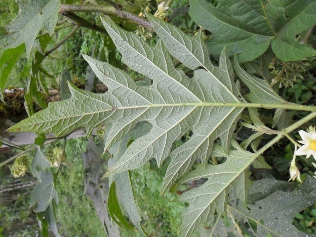 Solanum affine