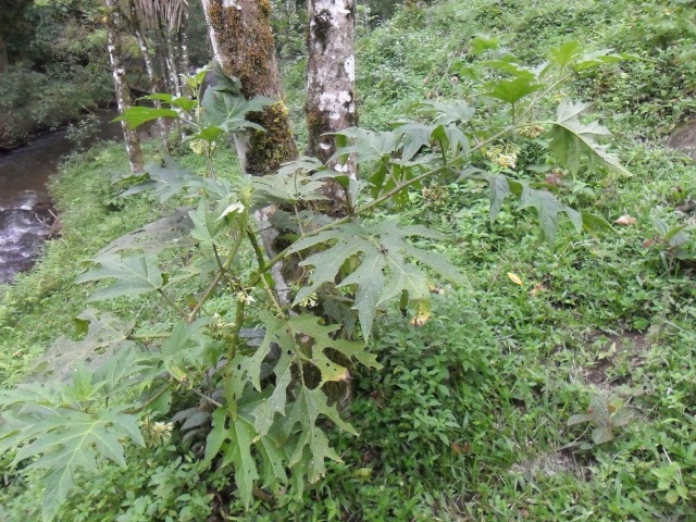 Solanum affine