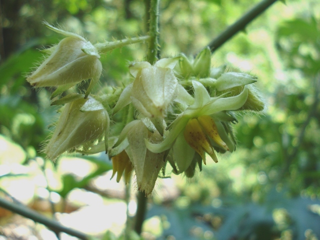 Solanum affine