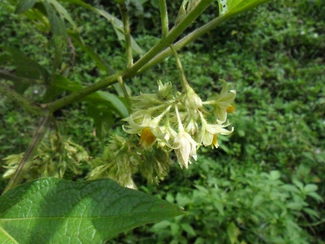 Solanum affine