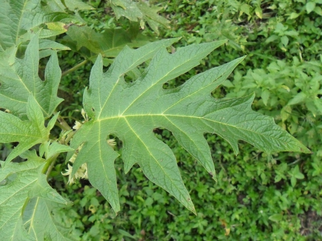 Solanum affine