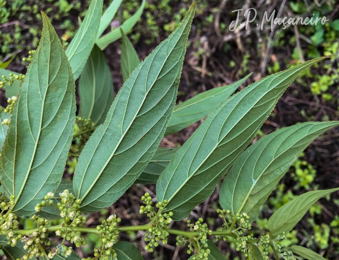 Trema micrantha