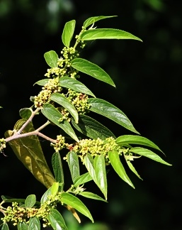 Trema micrantha