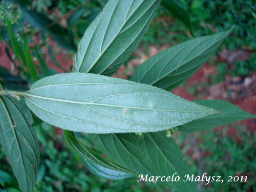 Trema micrantha