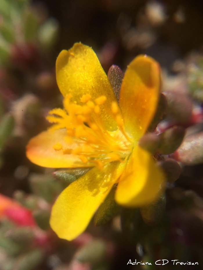 Portulaca papulifera