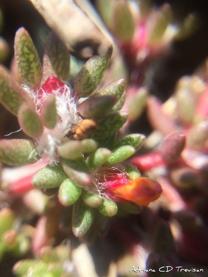Portulaca papulifera