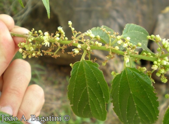 Trema micrantha