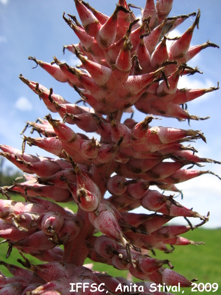 Aechmea distichantha