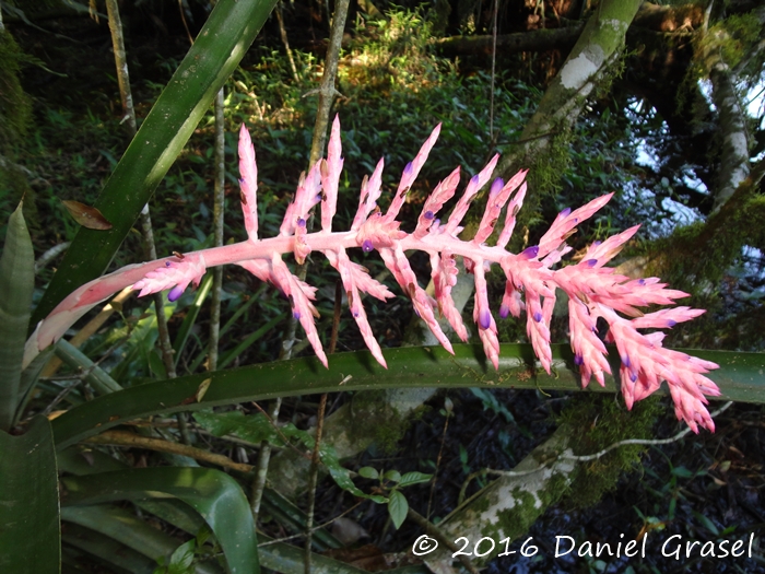 Aechmea distichantha