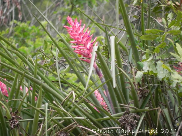 Aechmea distichantha