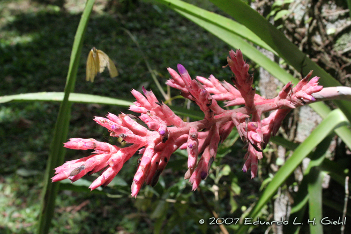 Aechmea distichantha