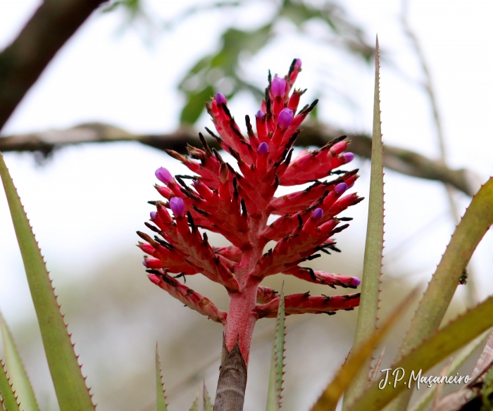 Aechmea distichantha