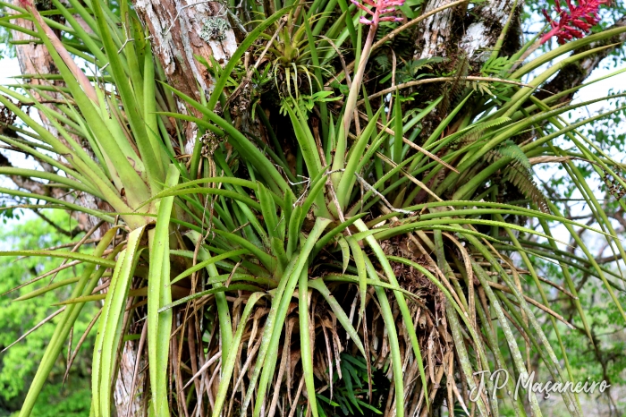 Aechmea distichantha