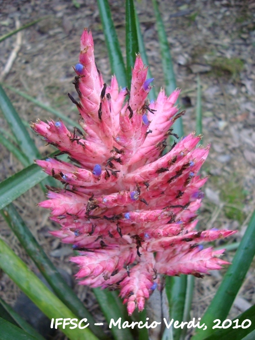 Aechmea distichantha