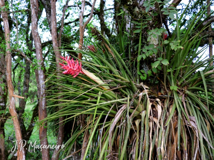 Aechmea distichantha