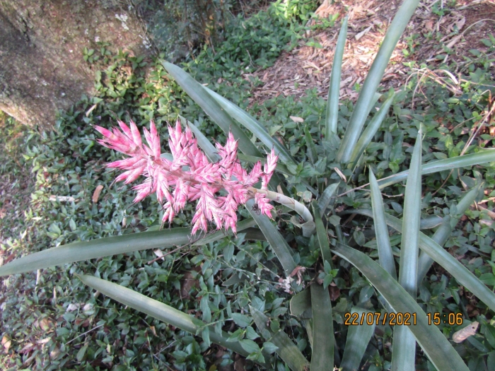 Aechmea distichantha